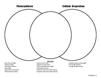 Photosynthesis Vs Cellular Respiration Venn Diagram By Kauftyn Life Science