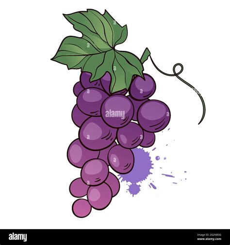Racimo De Uvas Púrpuras Con Hoja Icono De Vector Dibujado A Mano Sobre