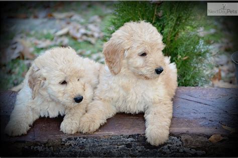 Click the photos below to go to the puppies page. Goldendoodle puppy for sale near Charlotte, North Carolina ...