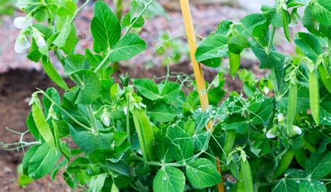 Pea Plant Tips To Plant Grow And Care For It