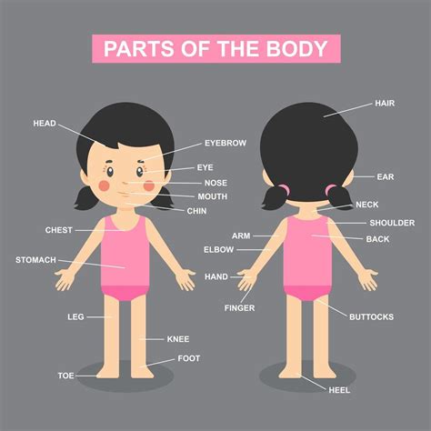 Body Parts Chart With Girl Download Free Vectors Clipart Graphics