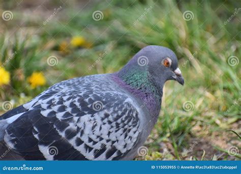 Closeup Of A Colorful Grey Dove Stock Image Image Of Wild Wildlife