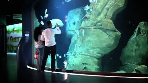 Aquarium Istanbul Video Youtube