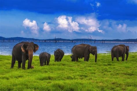 Discover The Beauty Of Sri Lanka In Photos The Planet D