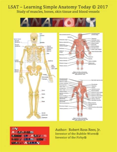 Lsat Learning Simple Anatomy Today Study Of Muscle Bones Skin