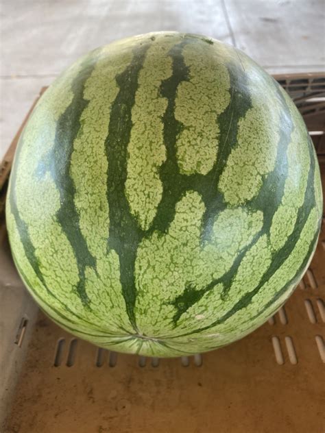 Yellow watermelon | Greene Commons