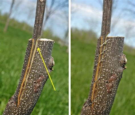 Fruit trees naturally reproduce themselves from seeds, but most fruit trees that you buy are not since the scion wood is a basically cutting that has the same genetic maturity as the parent plant, a. Northern Pecans: Time for grafting