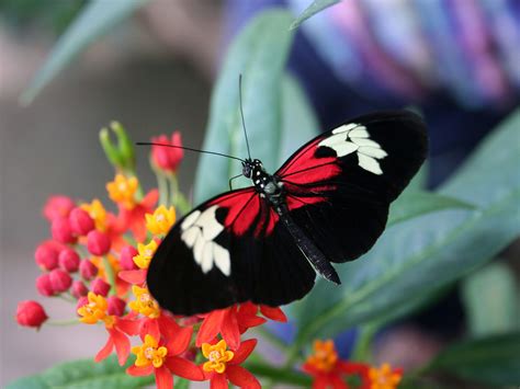 Discover The Majestic Beauty Of Rainforest Butterflies