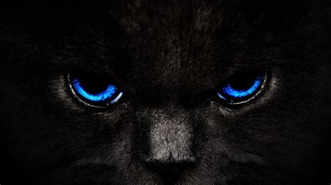 Wallpaper : monochrome, nose, whiskers, Black Panther ...