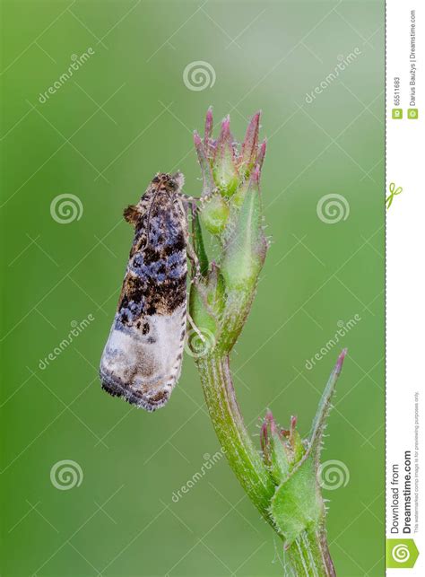 http://dreamstime.com/stock-photo-moth-marbled-orchard-tortrix-hedya-nubiferana-close-up-image65511683