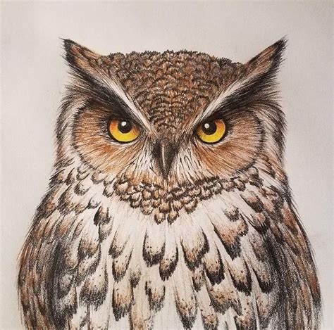 Colored Pencil Drawing Of An Owl