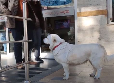 „das Treueste Wesen“ Hund Verbrachte Mehrere Tage Vor Dem Krankenhaus