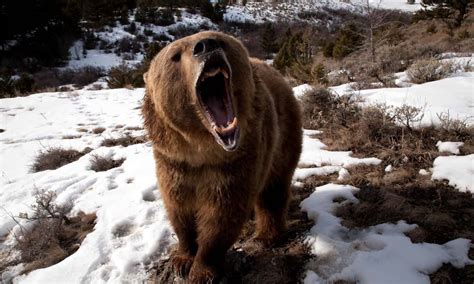 Where Do Grizzly Bears Live In Montana A Z Animals