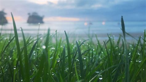 Desktop Wallpaper Morning Dew Drops Grass Hd Image Picture