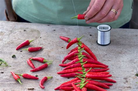 Growing Chilli Plants How To Harvest Your Own Chillies Bbc Gardeners