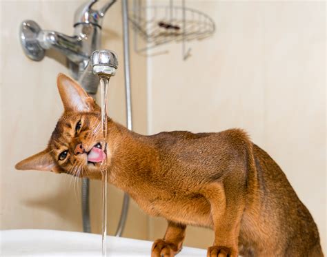 Abyssinian Cat Personality Traits
