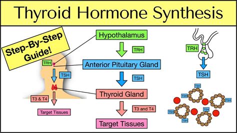 Thyroid Hormone Synthesis Animation Tutoring Clipart