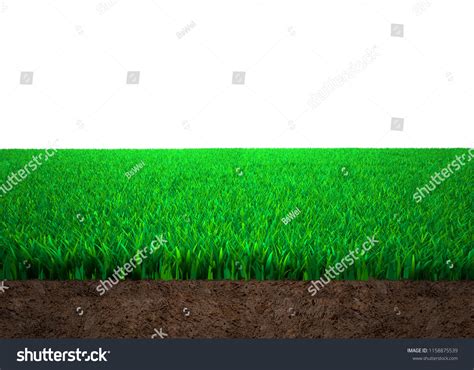 Cross Section Grass Soil Against White Ilustración De Stock 1158875539