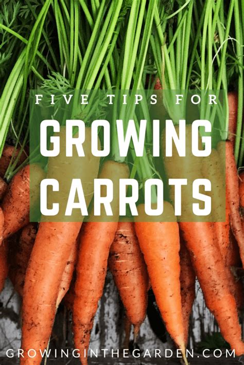 Five Tips For Growing Carrots Growing In The Garden