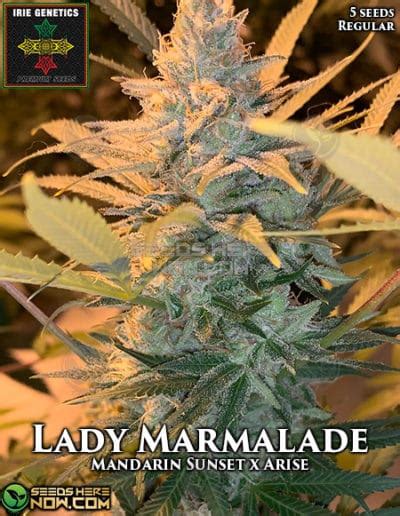 Irie Genetics Seeds Here Now