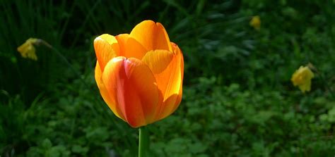Kuning Orange Tulip Musim Semi Foto Gratis Di Pixabay Pixabay