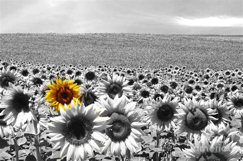 Sunflower Field Black And White Photograph By Manuel Fernandes