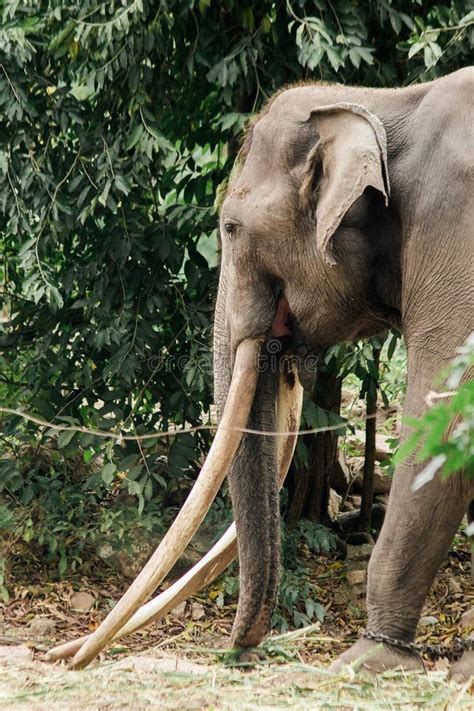 Elephant With Long Tusks Stock Image Image Of Outside 3936461