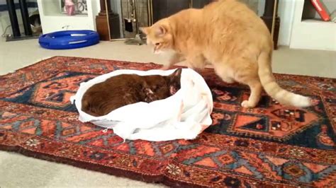 In this case, you must consult a vet and ask for reliable pain relievers, which can soothe the pain. My cat tries to revive his dead friend. (Sad) - YouTube