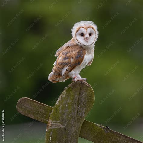 Juvenile Female Barn Ow Tyto Alba L Looking At The Camera With A
