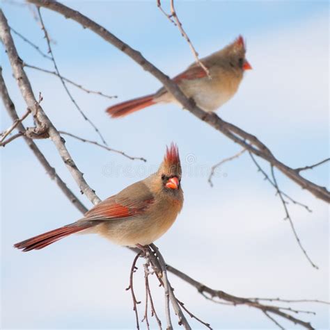 Two Cardinals In A Tree Stock Image Image Of Nature 30986037