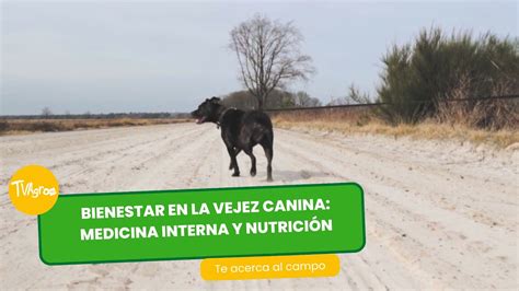 Bienestar En La Vejez Canina Medicina Interna Y Nutrición Tvagro Por