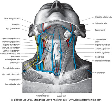 Internal Jugular Vein Catheterization Review Of Critical Care Medicine