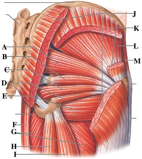Glutes Diagram Glute Anatomy Glute Press It Has A Resolution Of X Pixels