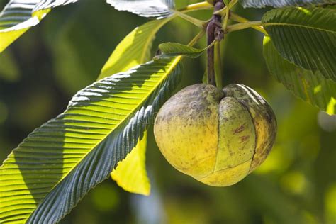 Chalta Fruit Mahe Seychelles Stock Image Image Of Botanical Garden