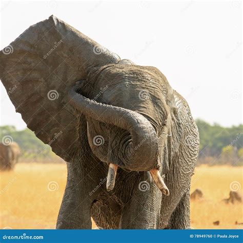 Elephant With Ear Flapping And Trunk Wrapped Around His Face Stock
