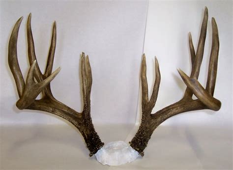 180 58 Whitetail Deer Reproduction Antlerstaxidermyhunting