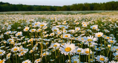 White Daisy Flower Field Summer Nature Chamomile Meadow Hd