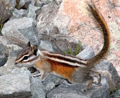 Colorado Chipmunk Facts Diet Habitat And Pictures On Animaliabio