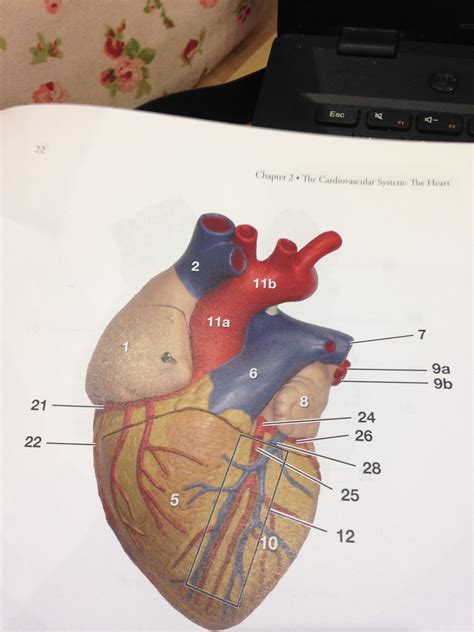 Heart Labeling Fig 9 Part 33 Diagram Quizlet