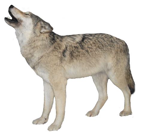 Wolf Clipart Transparent 10 Free Cliparts Download Images On