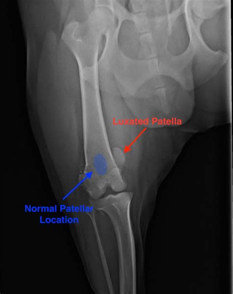 Medially Luxating Patella In Dogs And How To Treat It Kingsdale