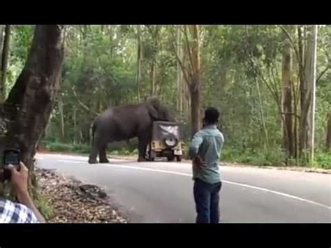 The wild elephant only tries to attack but luckily all the vehicles. Munnar Wild Elephant attack Padayappa Elephant - YouTube
