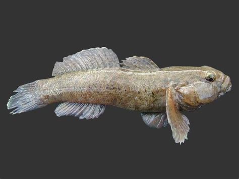 Gobius Cobitis Giant Goby Or Gobi Mawr Rockpool Fish Images