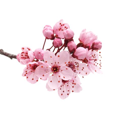 Download Japanese Flowering Cherry Download Free Image HQ PNG Image gambar png