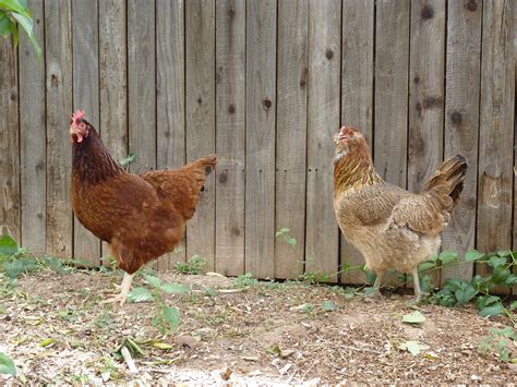 Lawmaker seeks to bar cities from prohibiting chickens in backyards - Cronkite News
