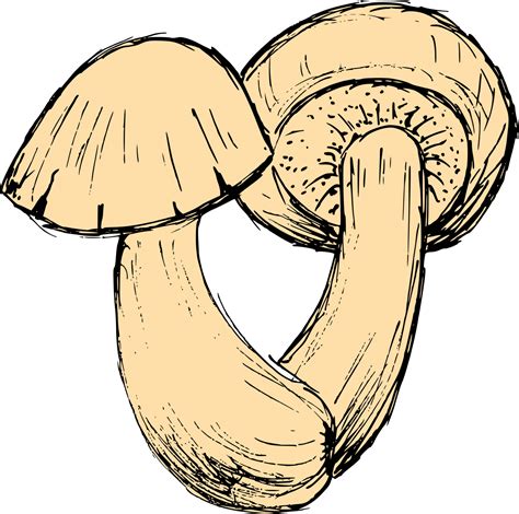 Mushroom Drawing Vector (EPS, SVG, PNG Transparent) | OnlyGFX.com png image