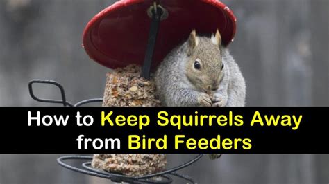 Make a list of all financial information you need to keep track of, like. How to Keep Squirrels Away from Bird Feeders