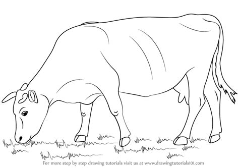 Share on facebook share on twitter. Step by Step How to Draw a Cow : DrawingTutorials101.com