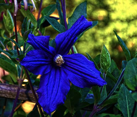 Free Images Nature Flower Botany Blue Flora Wildflower Clematis