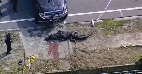 florida officials kill 13 foot alligator seen carrying human body america insider